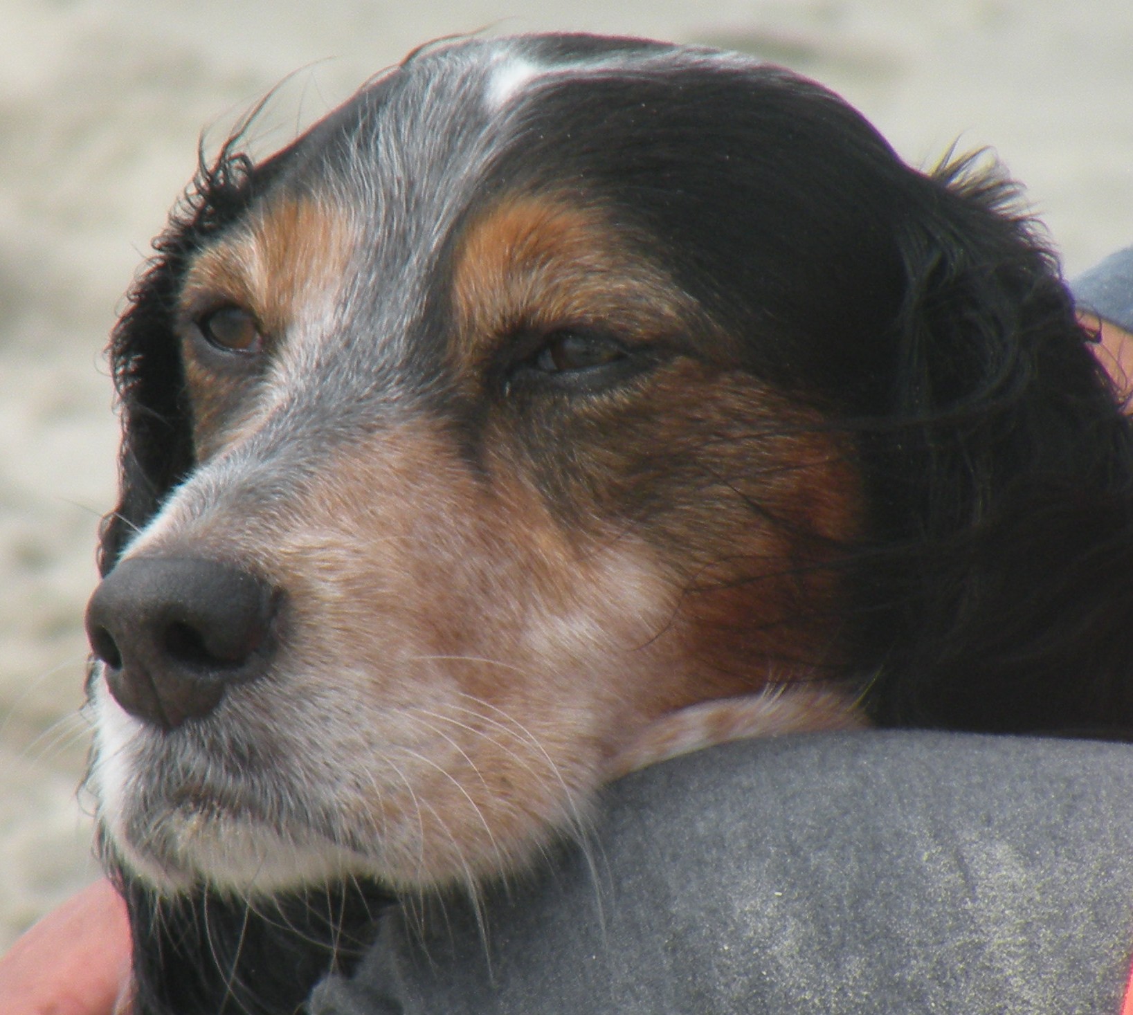 Hund Holly
